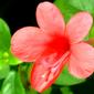 ACANTHACEAE 爵床科 - Red Barleria (Barleria repens) 紅花假杜鵑